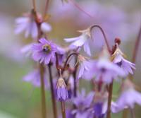 Lovely purplish nodding flowers